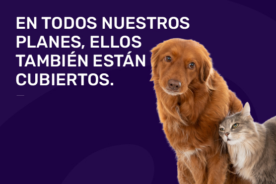 Mascotas 24